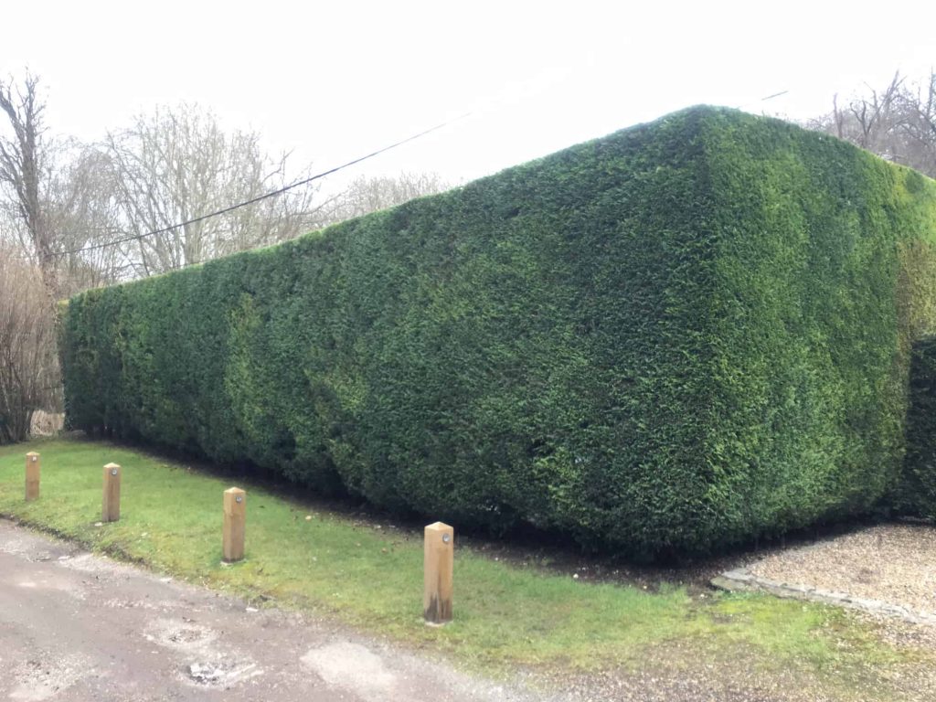 Greenwells Tree Surgeons